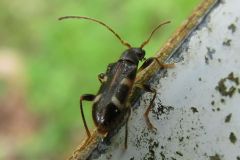 フタオビヒメハナカミキリ