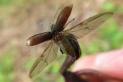 ケブカトゲアシヒゲボソゾウムシ