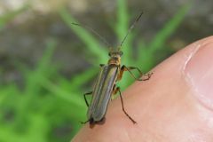 セスジジョウカイ