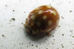 シロジュウジホシテントウ