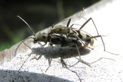 トゲヒゲトラカミキリ