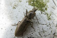 クロクシコメツキ