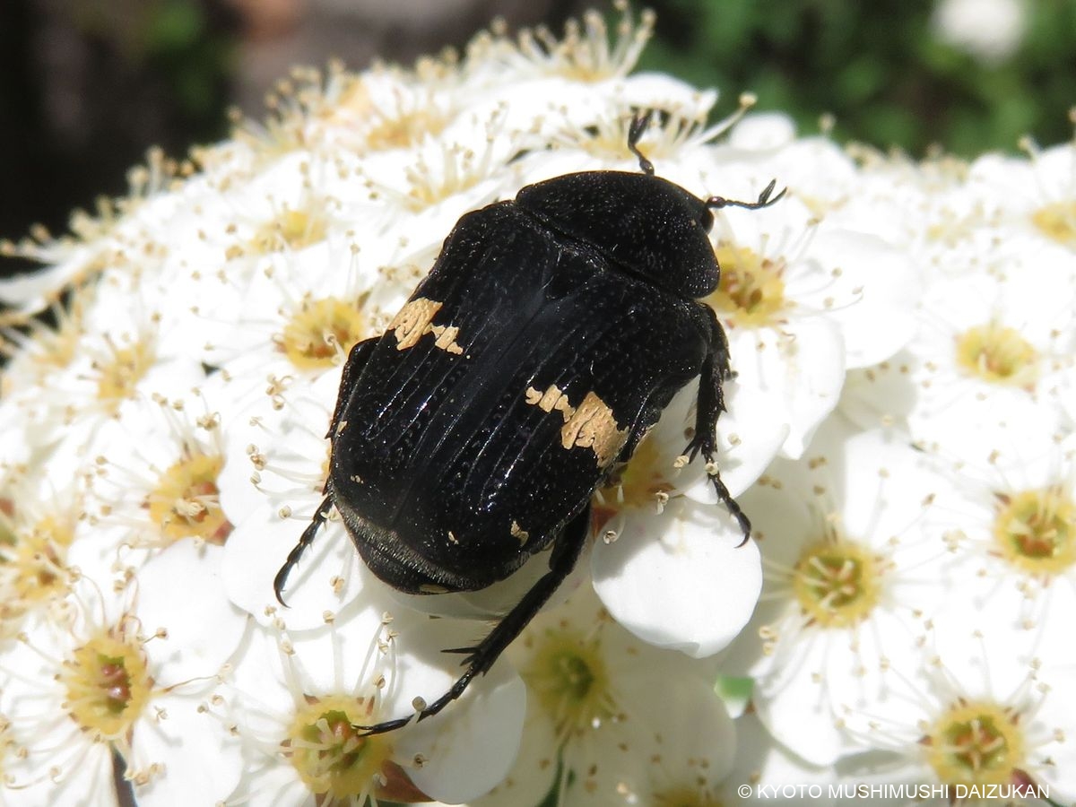 花粉系ハナムグリ 京都むしむし大図鑑