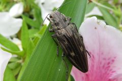 ウバタマムシ