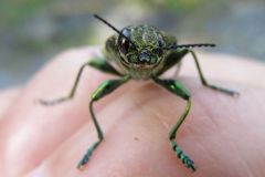 アオマダラタマムシ