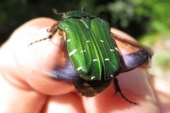 アオハナムグリ