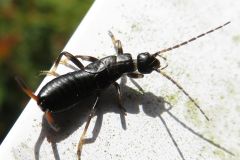 コブハサミムシの幼虫