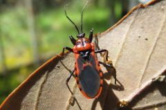 アカシマサシガメ
