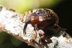 アカタマゾウムシ