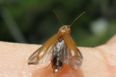 キバネホソコメツキ