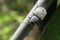ニホンケブカサルハムシ