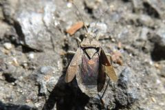 ツマキヘリカメムシ