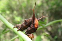 クロモンキリバエダシャクの幼虫