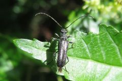 ミヤマクロハナカミキリ
