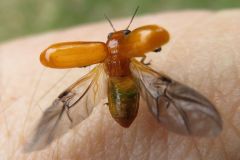 キイロナガツツハムシ