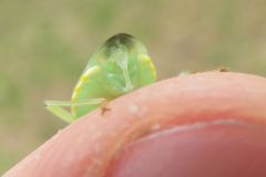 サジクヌギカメムシ