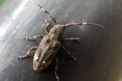 アトモンサビカミキリ
