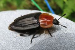 チョウセンベッコウヒラタシデムシ