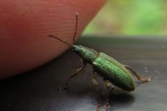 ヒラズネヒゲボソゾウムシ