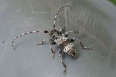 ヒトオビアラゲカミキリ