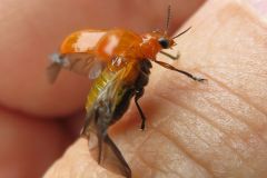 キイロナガツツハムシ
