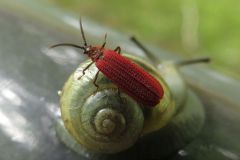 ヒシベニボタル