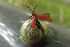 ヒシベニボタル