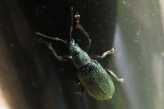 クチブトヒゲボソゾウムシ