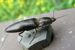 クロツヤクシコメツキ