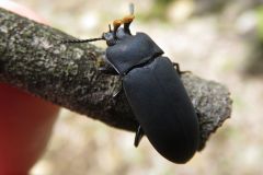 オニツノゴミムシダマシ