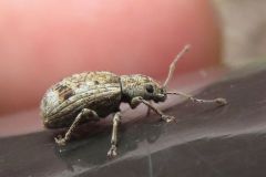 サカグチクチブトゾウムシ