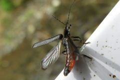 ツユキクロホソジョウカイ