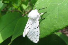 アカハラゴマダラヒトリ