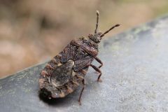 アラゲオオヒラタカメムシ