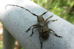ゴマフカミキリ