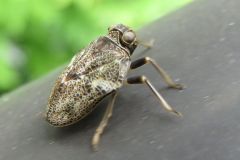 カタビロクサビウンカ