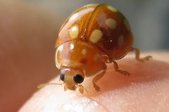 ムーアシロホシテントウ