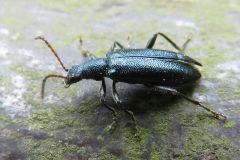 アカガネハムシダマシ