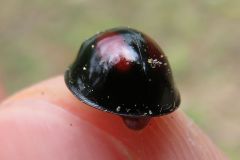 アカホシテントウ