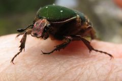 アオハナムグリ