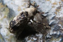 アシナガオニゾウムシ