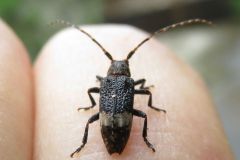アトジロサビカミキリ
