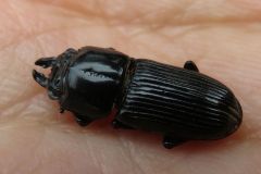 チビクワガタ