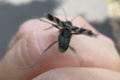 エグリトラカミキリ