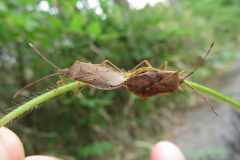 ホシハラビロヘリカメムシ