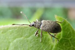 カシワクチブトゾウムシ