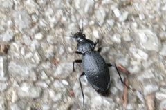 ヤコンオサムシ