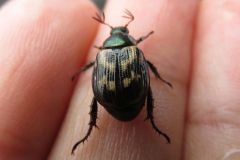 セマダラコガネ