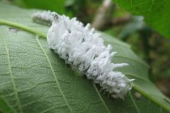 アゲハモドキの幼虫