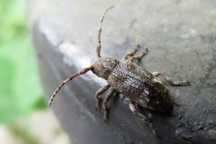 アトモンサビカミキリ